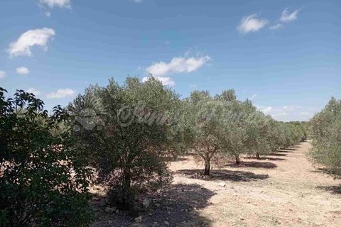 Landejendom i Yecla, Murcia, Yecla - € 49.995 | Ref: SF0390 - foto 19